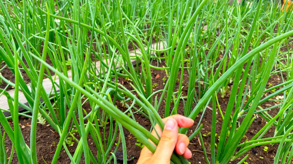 ��� ������� ������ ���� ���� �� ��������� ���: ������� � ������