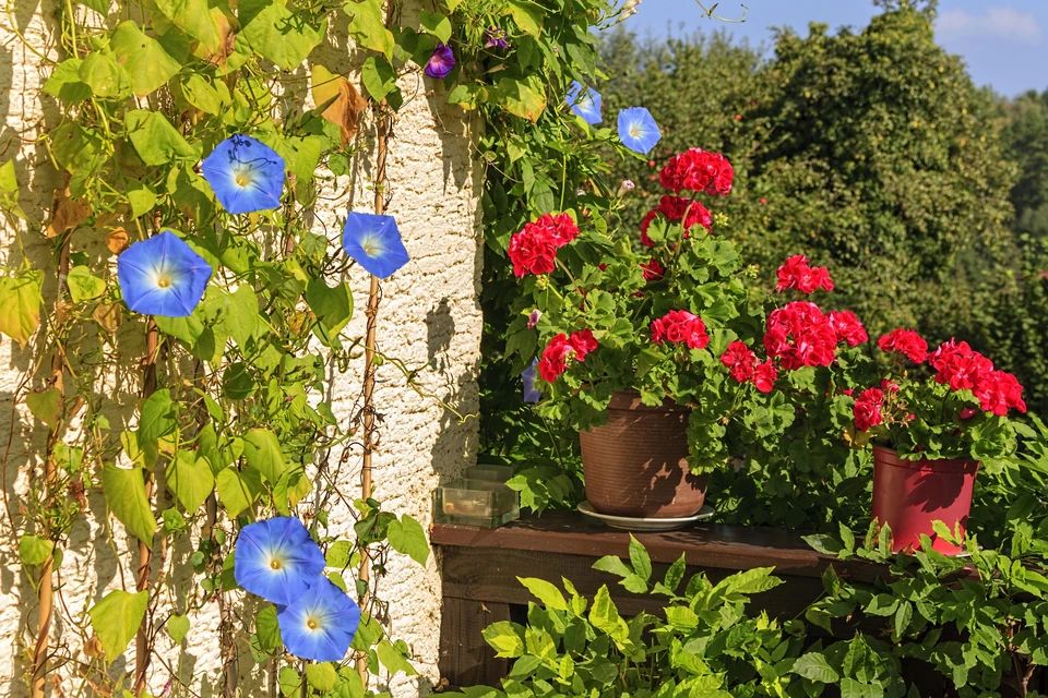 Как милый цветок может обернуться серьезными проблемами: предостережение для садоводов