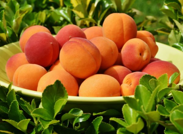 Почему абрикосы – это суперфрукт для вашего здоровья?