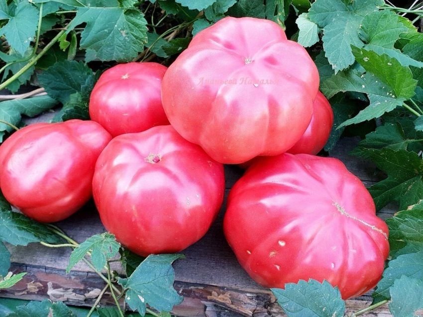 ����� ������� ��������: ���������� ���������������� ���� ��� ��������� �������� ���