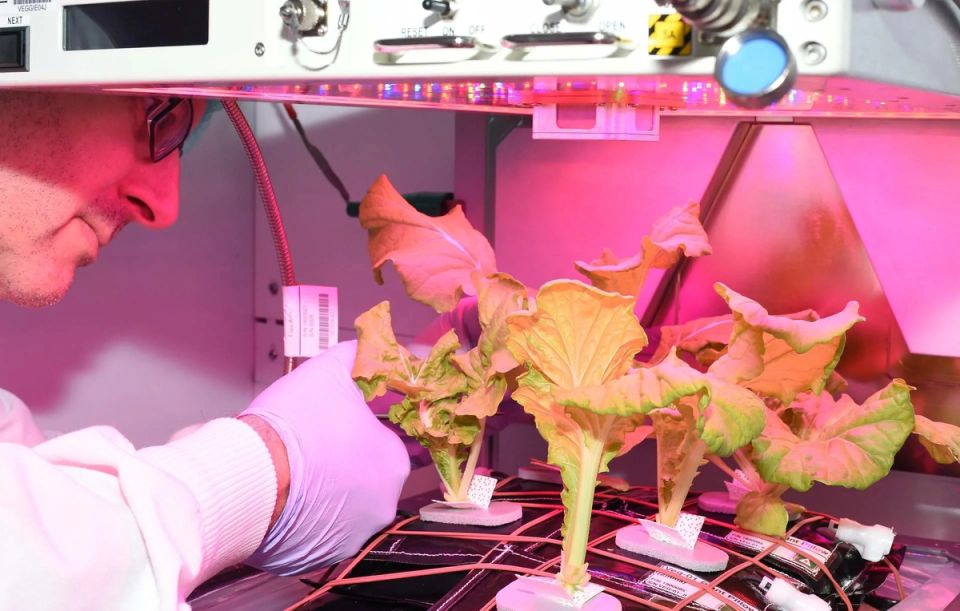 Космический салат: риски и новые горизонты для астронавтов