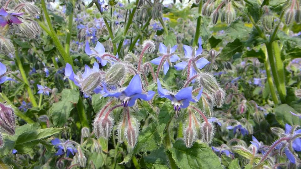 ������� �� �������: ��� ��������� �������� ��������� ��� ������