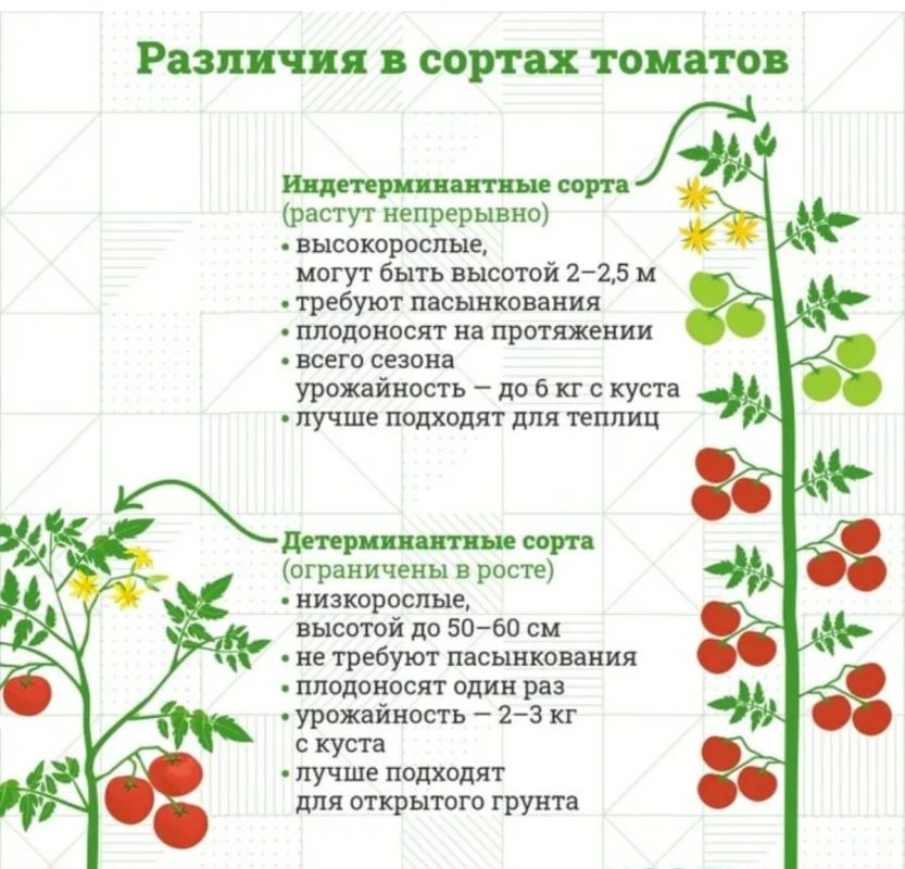 Как преобразовать высокорослый сорт томата в компактный и собрать ранний урожай