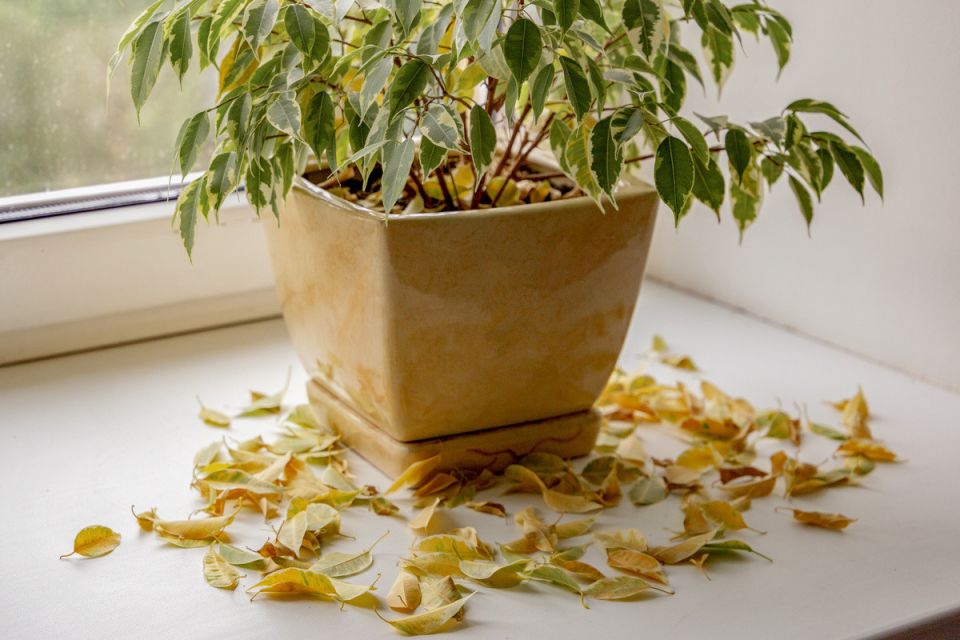 ������ �������� ������: ������ ��� ��������� � ��� ������ ��������