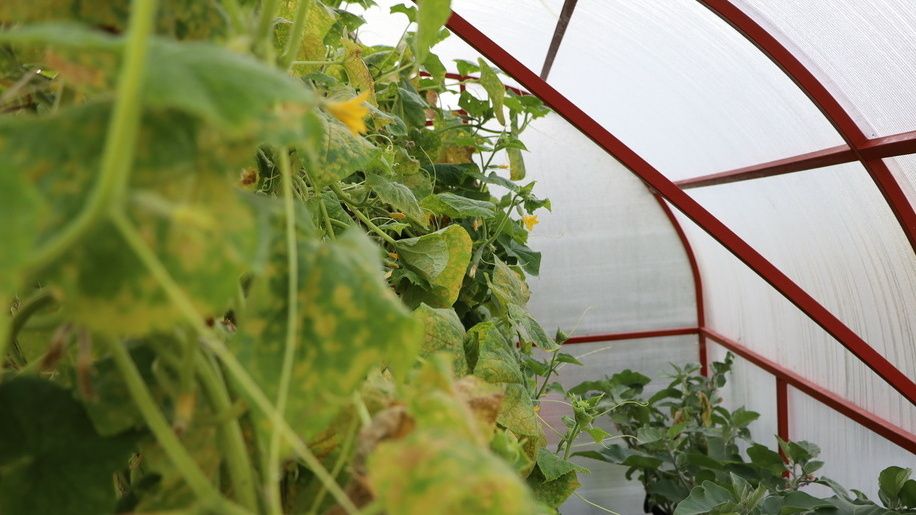 Как выбрать надежные сорта огурцов для зимних заготовок