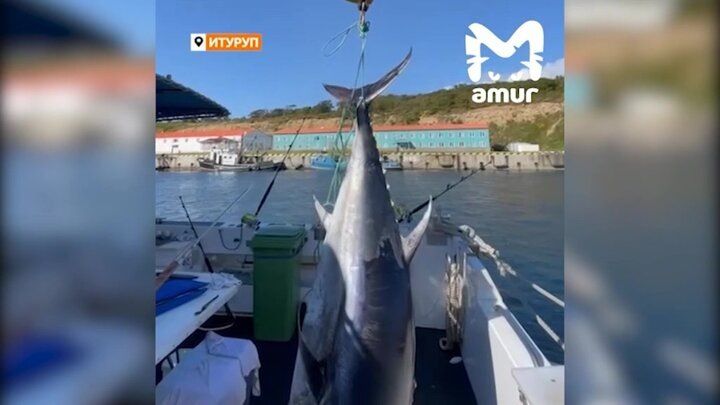 На Курилах поймали впечатляющего гиганта: 287-килограммовый тунец