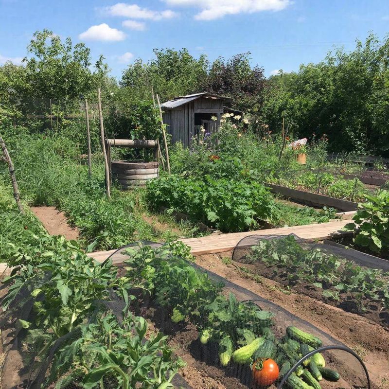 Живая земля: как построить огород, который работает за вас