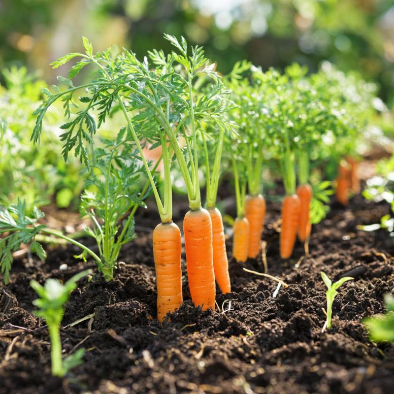 ��� �������� ������� �� ����������: ������, ������� ����� ����� ������� ��������