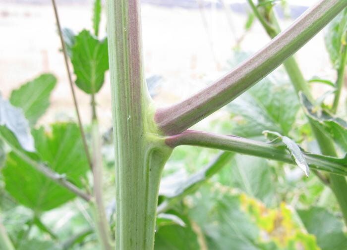 Пасынки помидоров: все, что нужно знать об их пользе