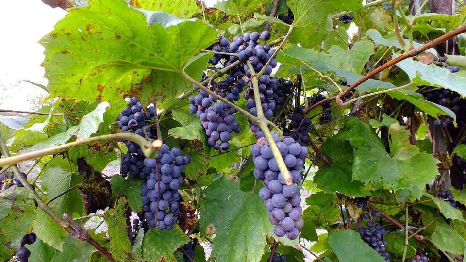 Эффективная борьба с антракнозом винограда: ключевые методы и сорта