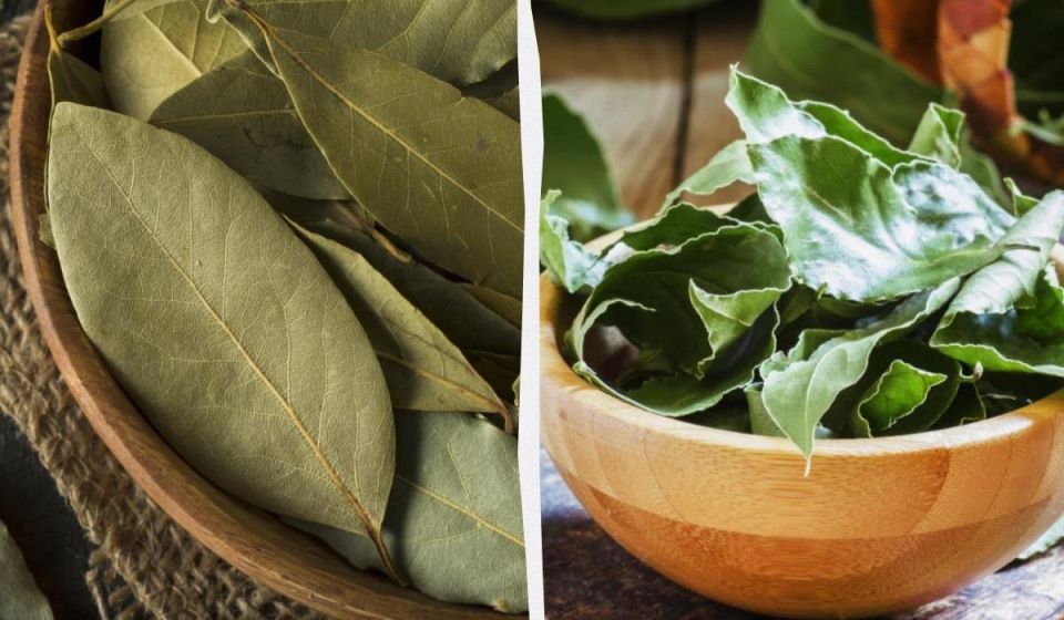 ������ �������� ���� ����������: ������ ���������