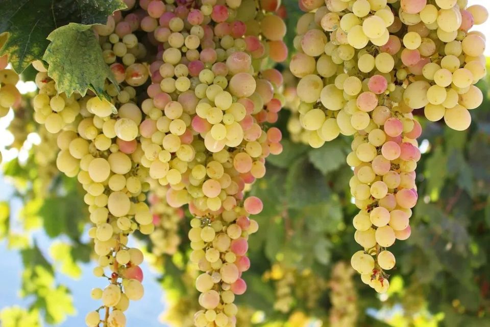 Виноград, который не боится холода: лучшие сорта для сурового климата