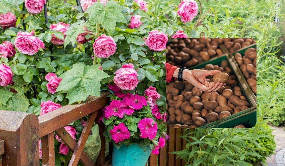 Выращивание розы в картошке: как добиться результата