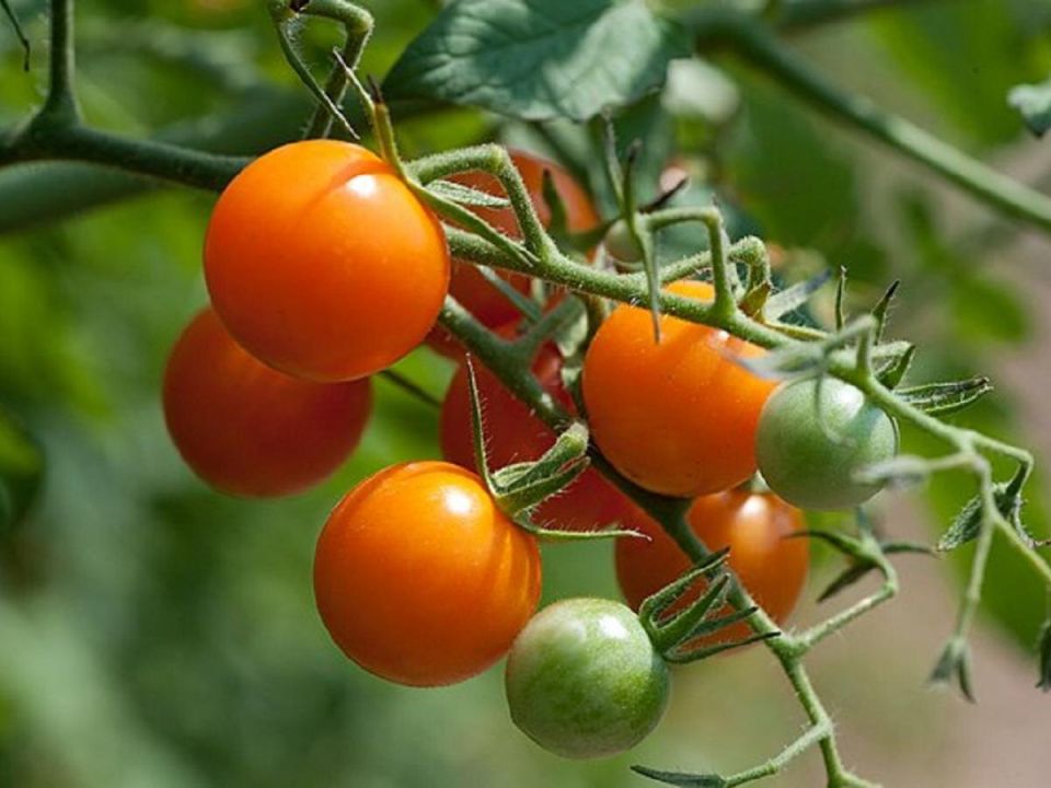 Как соседство на грядке влияет на здоровье томатов