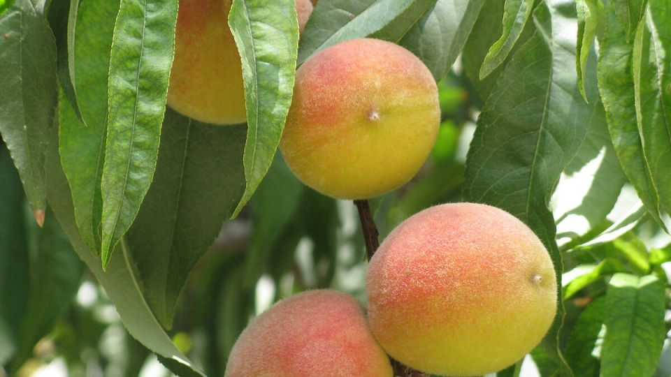 Как вырастить персик на собственном участке