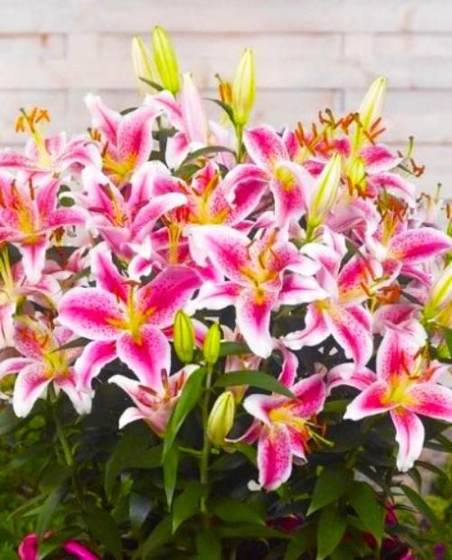 16 ����� ��������������� ������ ����� ��� �������� �������