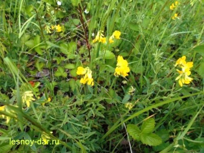 ���� �������