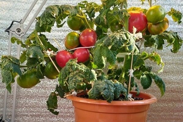 ����������� � ������������ ��������� ����������� ����