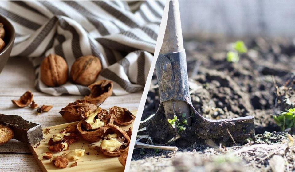 ������ ������ �� �����: �������� �������� �� ���� ��������� �� ������ �����