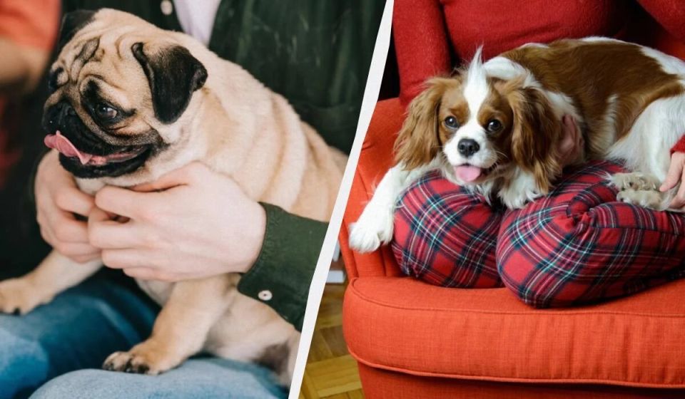 ������ ��� ��������: ������������� � ������ ������