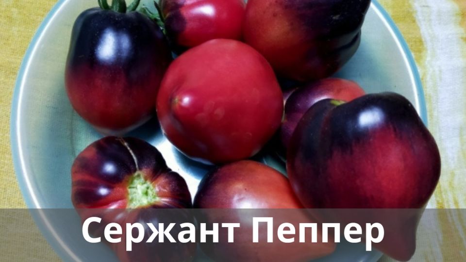 ����� ������� ������: ������� ���������� ������