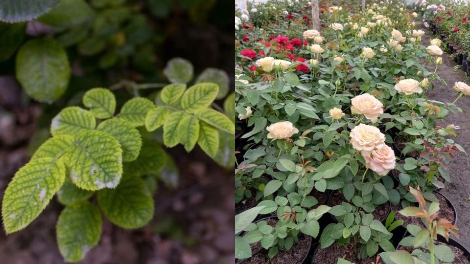 ��� ��������� ���� ����� ����� ����� �����: ������� � �������