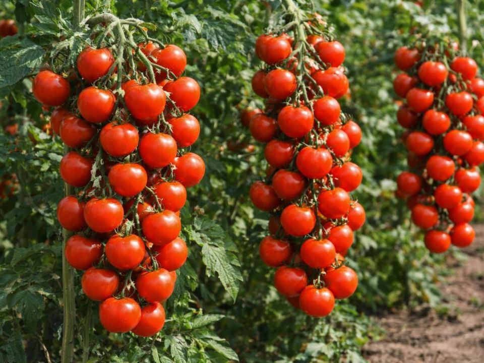 �����, ������� �� ��������: �� 30 ������ �� ����� �����