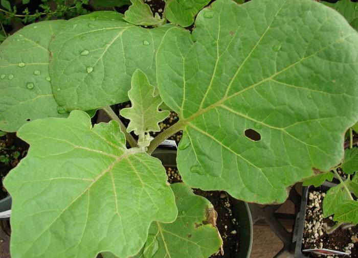 ��� ���������� �������� ��������� �� ������ �������� ���������