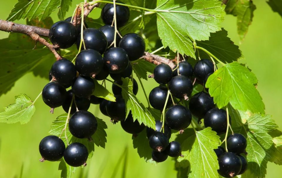 ������ ����� � �����, ����� ��������� ������� �������� � ������