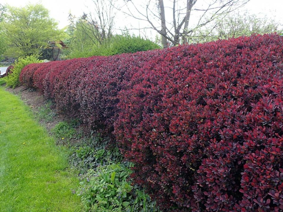 ���� �� ����� ��� ������ �����: ����� �������� ������� ��� ������� ���������