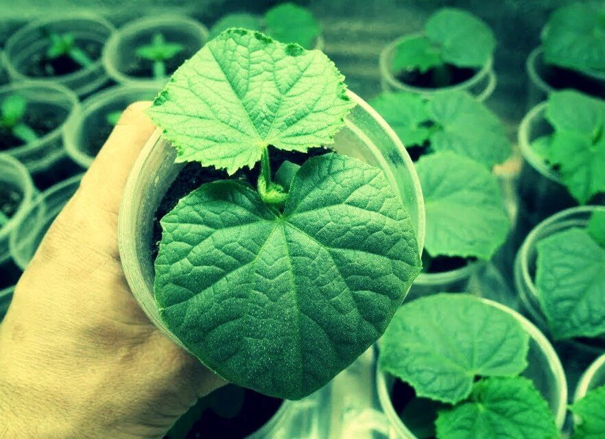 ��� ��������� �������� ������� ������� ��� ������ ������