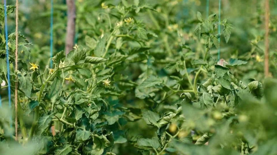 ��� ���������� ����� ��������� ������� ������ ������ �������