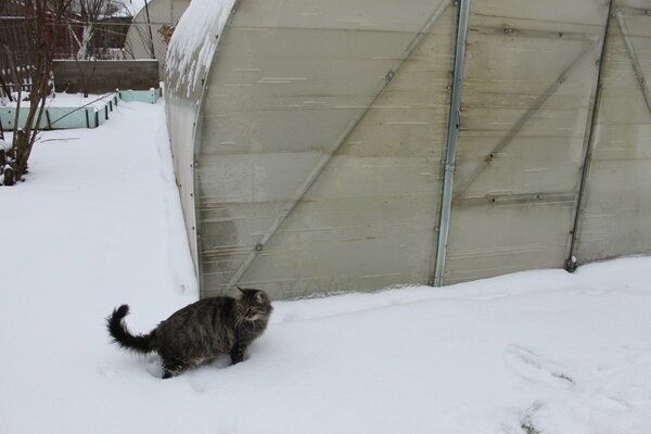 ���� �� �������: ��� �������� ����������� ������� ��������