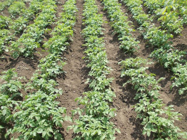 Как окучивать картошку для максимального урожая