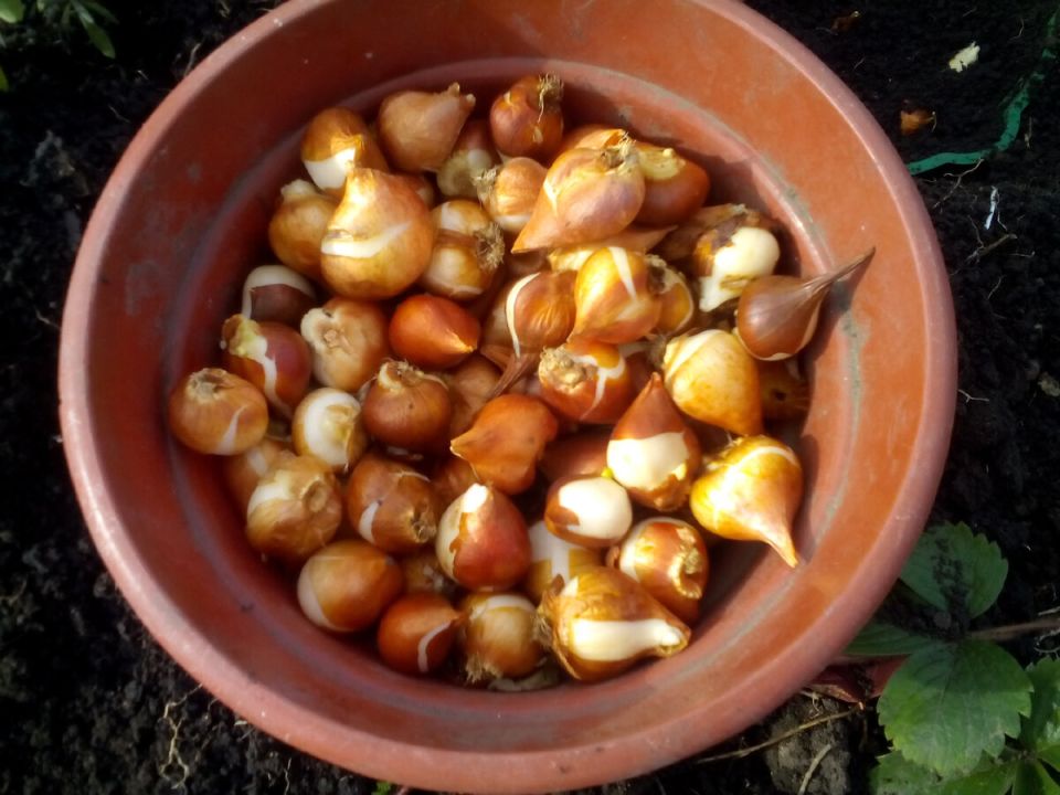 Заботы о саде: план работ на последнюю неделю октября