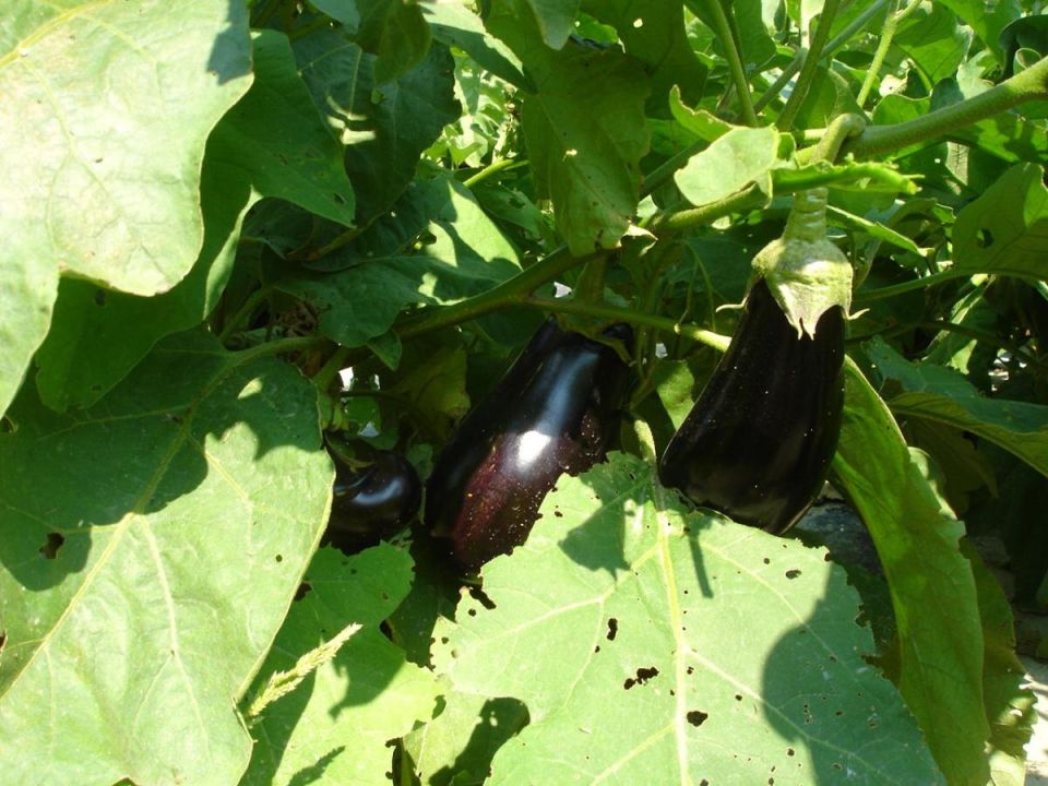 ��� �������� ���� ������������ ������: ������ �� ������ � �����������