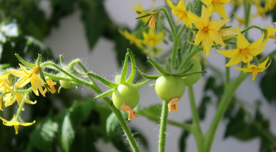 Как сохранить урожай томатов в зной: эффективная подкормка с сульфатом цинка