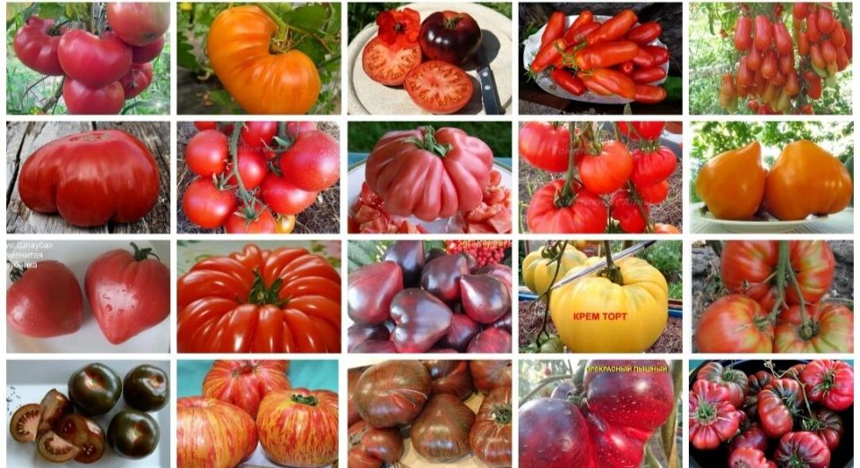 ������������� ������: ������������ ����� ������ ������������ �������