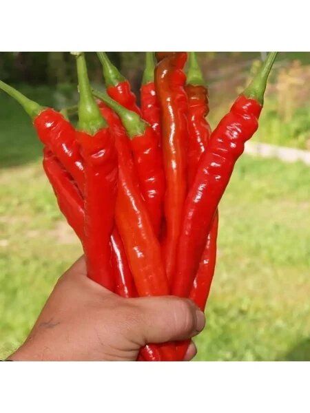 ����� ������: ������� ����� ������ ������ ��� ��������� ������