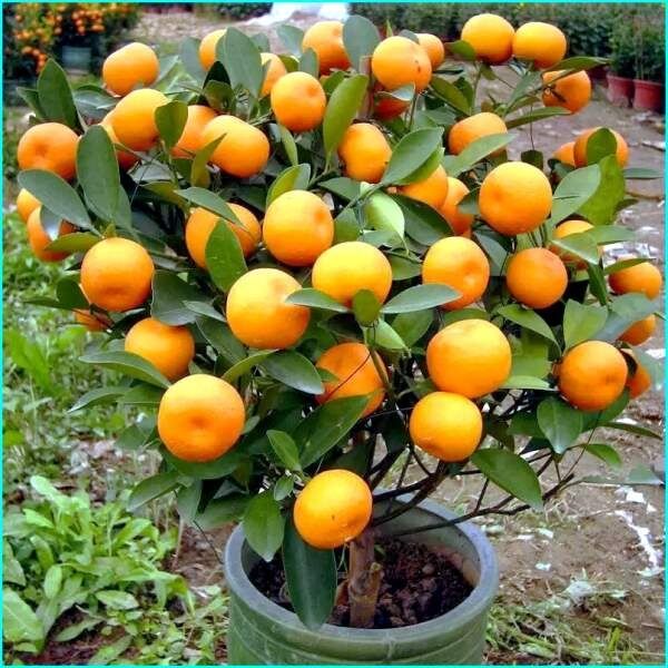 ��� ��������� ������������ ������ � ���� ����