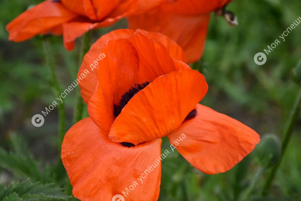 ��� ��������� ��������� ���: ������� �������� ������� � �����