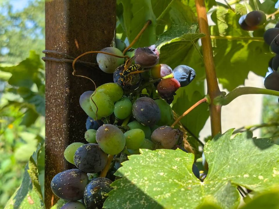 Как спасти урожай винограда от ос: эффективные советы и безопасные методы