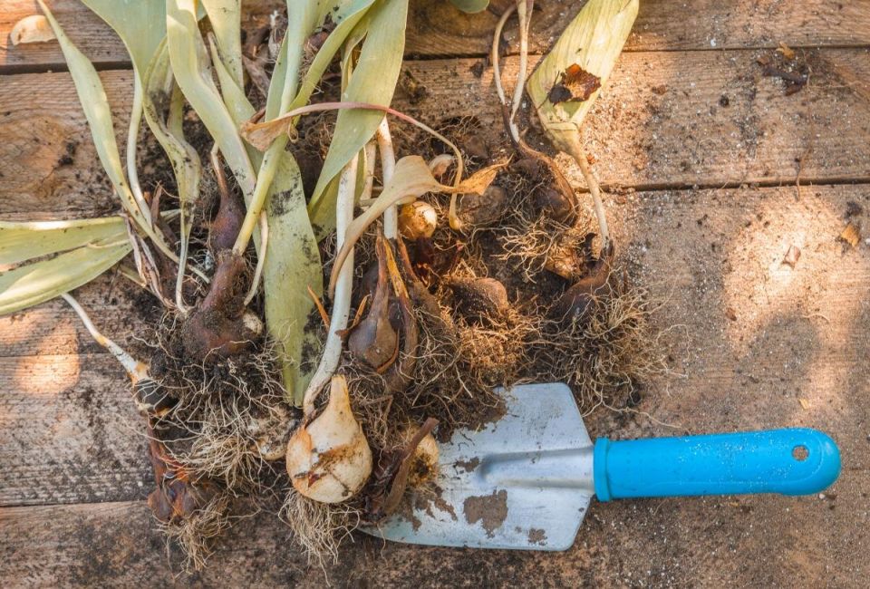 ����� ���� ���������� ��������: �������� ������ ��� ���������