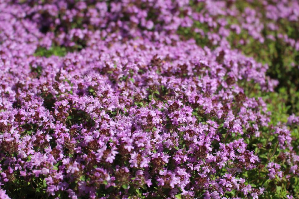Тимьян: идеальное растение для вашего сада