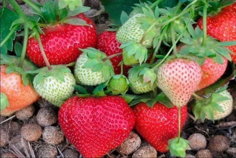 Как правильно выращивать клубнику в условиях сурового сибирского климата