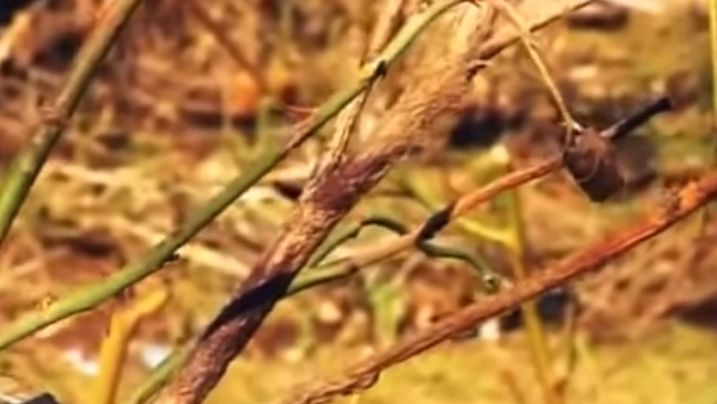 Ошибки подготовки роз к зиме: как сохранить свою коллекцию