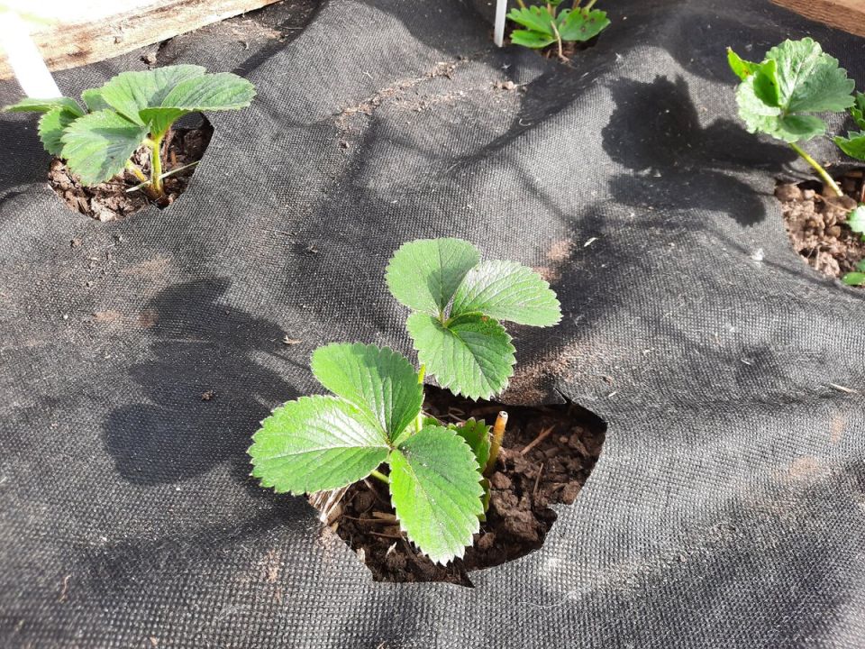 Черное укрывное полотно: многофункциональные идеи для вашего сада