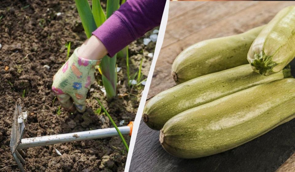 Как вырастить гигантские кабачки с простой подкормкой