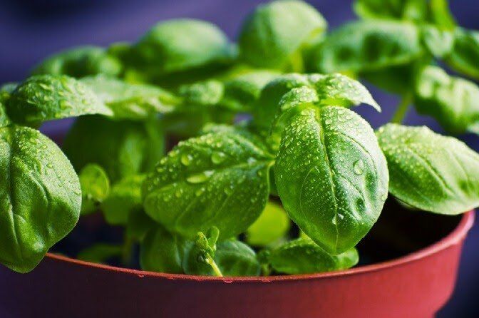 Как успешно вырастить базилик: 10 секретов агрономов