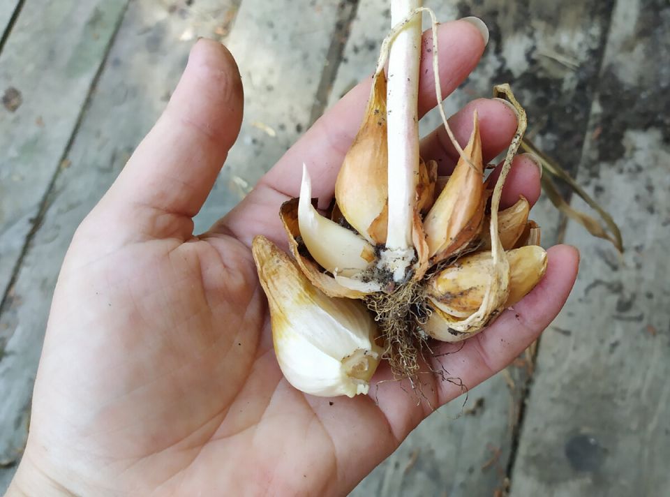 Путешествие по тюльпанам: ожидания и реальность